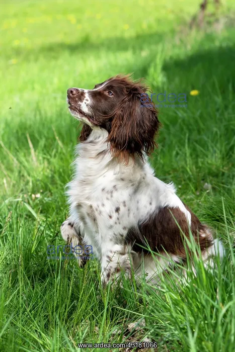 : Hunting dog, Springer spaniel, Vulkaneifel, Rhineland-Palati : Hunting dog, Springer spaniel, Vulkaneifel, Rhineland-Palati