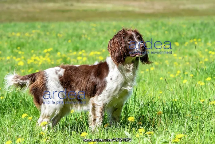 : Hunting dog, Springer spaniel, Vulkaneifel, Rhineland-Palati : Hunting dog, Springer spaniel, Vulkaneifel, Rhineland-Palati