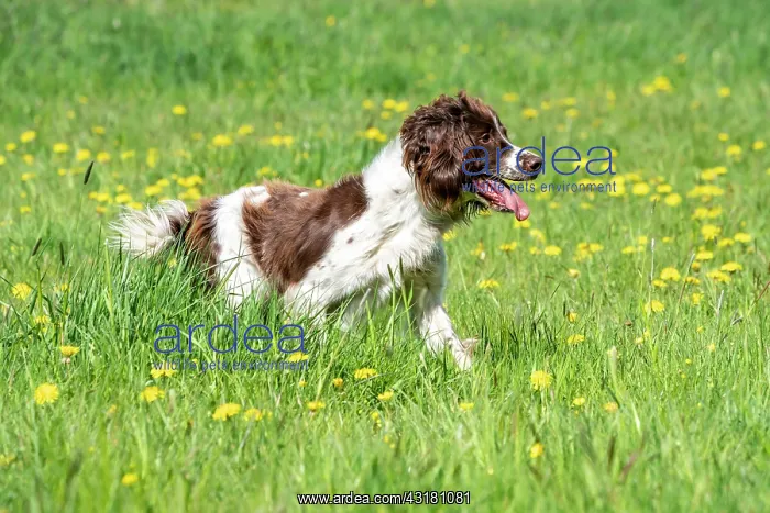 : Hunting dog, Springer spaniel, Vulkaneifel, Rhineland-Palati : Hunting dog, Springer spaniel, Vulkaneifel, Rhineland-Palati