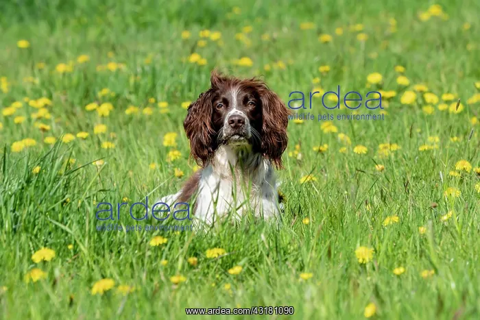 : Hunting dog, Springer spaniel, Vulkaneifel, Rhineland-Palati : Hunting dog, Springer spaniel, Vulkaneifel, Rhineland-Palati