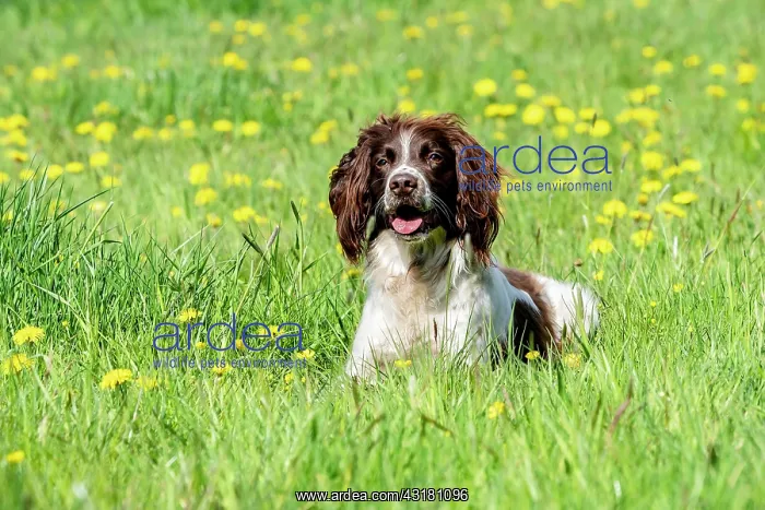 : Hunting dog, Springer spaniel, Vulkaneifel, Rhineland-Palati : Hunting dog, Springer spaniel, Vulkaneifel, Rhineland-Palati