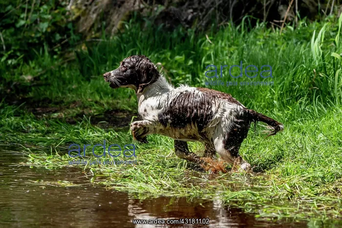 : Hunting dog, Springer spaniel, Vulkaneifel, Rhineland-Palati : Hunting dog, Springer spaniel, Vulkaneifel, Rhineland-Palati