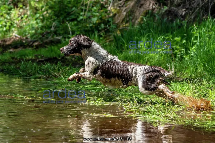 : Hunting dog, Springer spaniel, Vulkaneifel, Rhineland-Palati : Hunting dog, Springer spaniel, Vulkaneifel, Rhineland-Palati