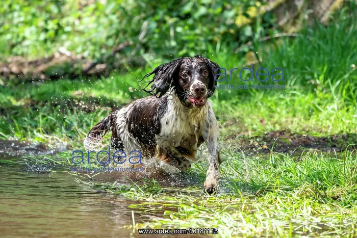 : Hunting dog, Springer spaniel, Vulkaneifel, Rhineland-Palati : Hunting dog, Springer spaniel, Vulkaneifel, Rhineland-Palati