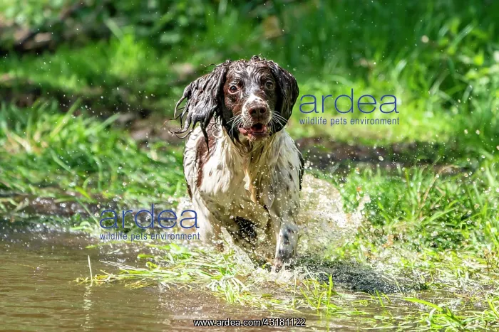 : Hunting dog, Springer spaniel, Vulkaneifel, Rhineland-Palati : Hunting dog, Springer spaniel, Vulkaneifel, Rhineland-Palati