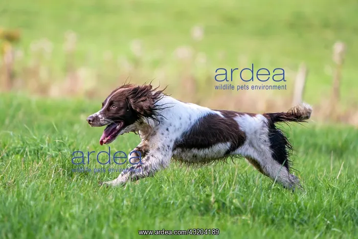 : Hunting dog, Springer spaniel, Vulkaneifel, Rhineland-Palati : Hunting dog, Springer spaniel, Vulkaneifel, Rhineland-Palati
