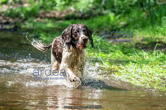 : Hunting dog, Springer spaniel, Vulkaneifel, Rhineland-Palati : Hunting dog, Springer spaniel, Vulkaneifel, Rhineland-Palati