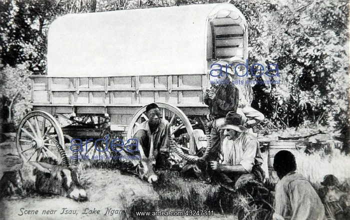 : Hunting encampment with African trophies near Mafeking : Hunting encampment with African trophies near Mafeking