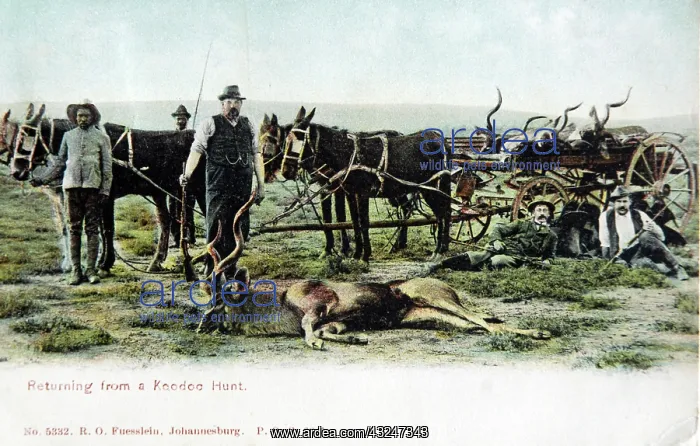 : Hunting kudu in South Africa, old postcard postmarked 1909 : Hunting kudu in South Africa, old postcard postmarked 1909