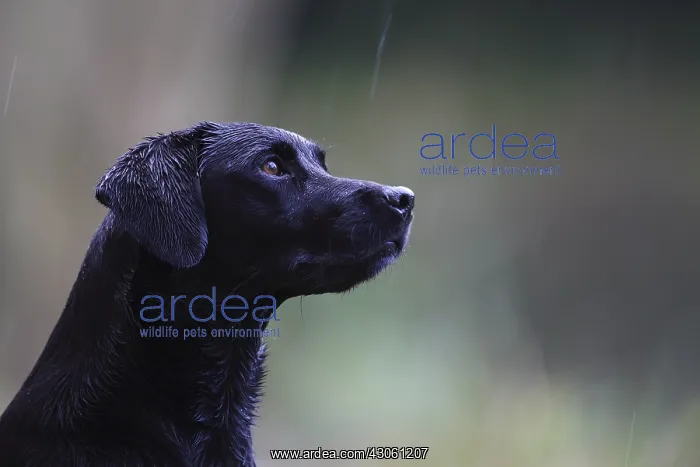  : Hunting Labrador Retriever careful under the rain