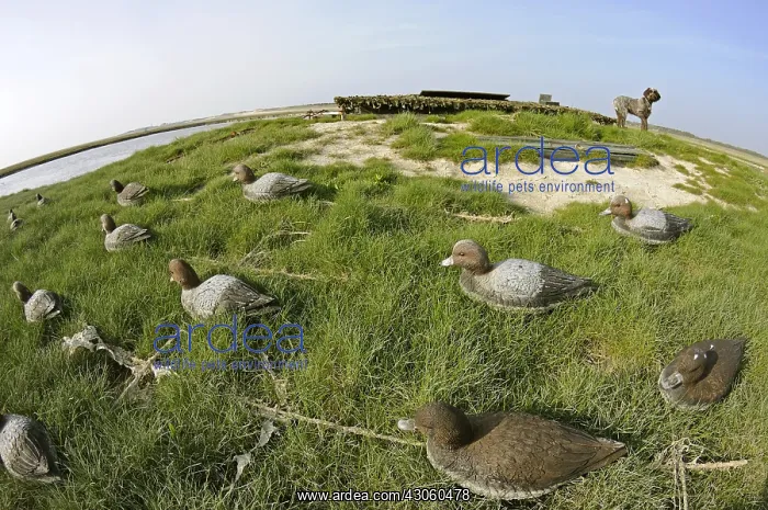 : Hunting lodge and appellants Baie de Somme Picardie : Hunting lodge and appellants Baie de Somme Picardie