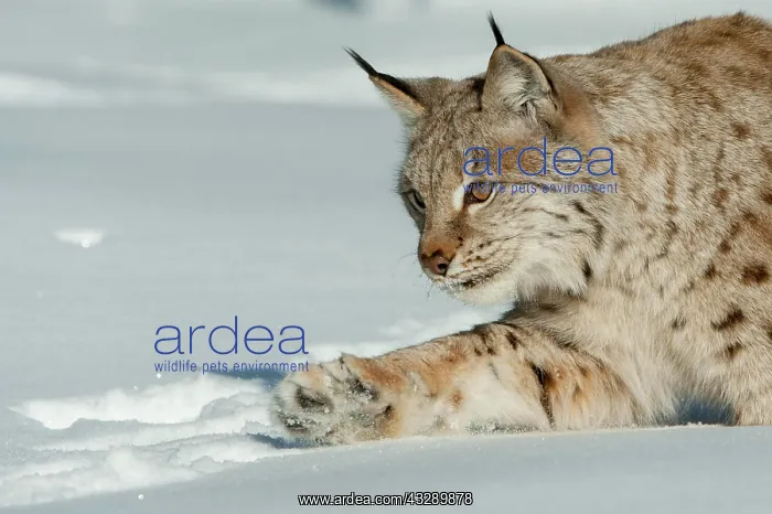 : Hunting lynx ( Lynx lynx) in snow, Lauvsnes, Norway : Hunting lynx ( Lynx lynx) in snow, Lauvsnes, Norway
