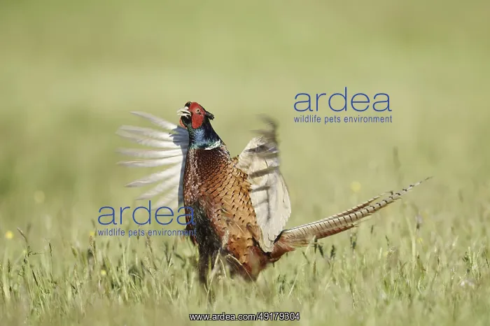 : Hunting pheasant (Phasianus colchicus) : Hunting pheasant (Phasianus colchicus)