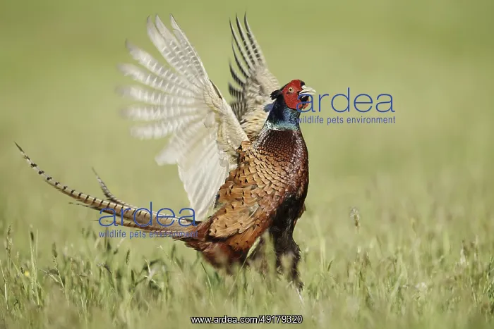 : Hunting pheasant (Phasianus colchicus) : Hunting pheasant (Phasianus colchicus)