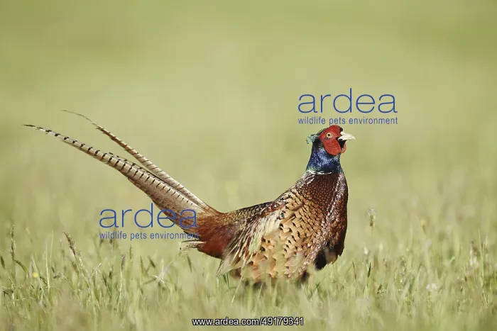 : Hunting pheasant (Phasianus colchicus) : Hunting pheasant (Phasianus colchicus)