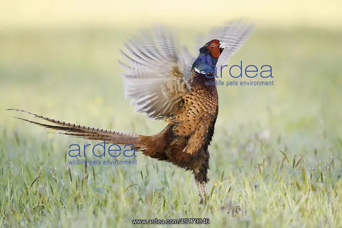 : Hunting pheasant (Phasianus colchicus) : Hunting pheasant (Phasianus colchicus)