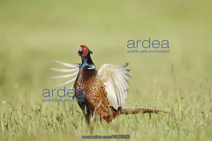 : Hunting pheasant (Phasianus colchicus) : Hunting pheasant (Phasianus colchicus)