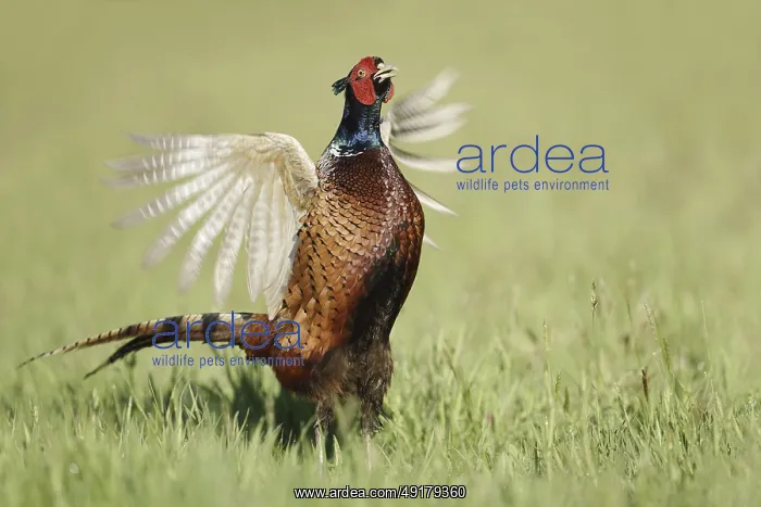 : Hunting pheasant (Phasianus colchicus) : Hunting pheasant (Phasianus colchicus)