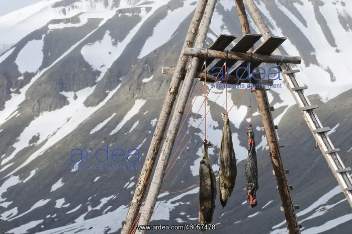 : Hunting seals for feeding dogs Spitsbergen : Hunting seals for feeding dogs Spitsbergen