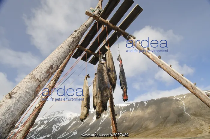 : Hunting seals for feeding dogs Spitsbergen : Hunting seals for feeding dogs Spitsbergen