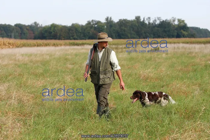 : Hunting / shooting - man with Small Munsterlander : Hunting / shooting - man with Small Munsterlander