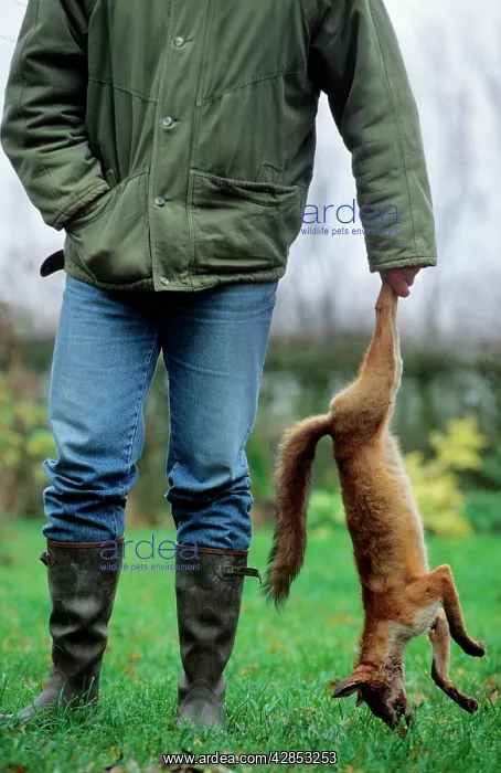 : Huntsman with dead Fox his hand : Huntsman with dead Fox his hand