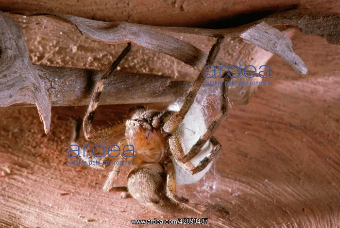 : Huntsman Spider : Huntsman Spider