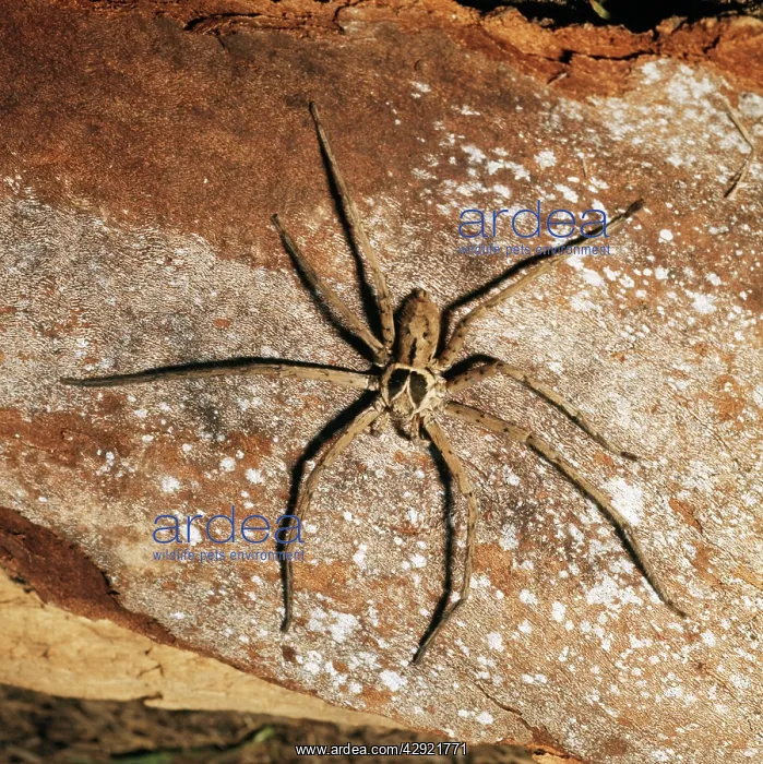 : HUNTSMAN SPIDER : HUNTSMAN SPIDER