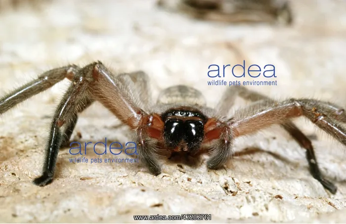 : HUNTSMAN SPIDER : HUNTSMAN SPIDER