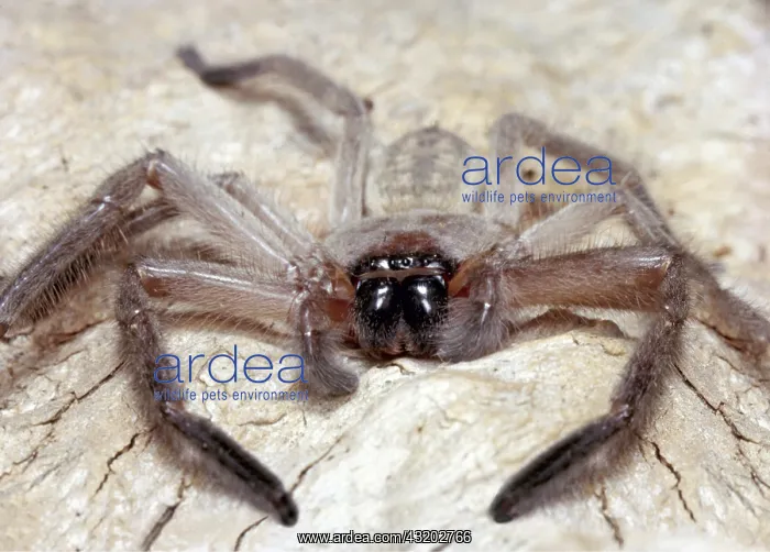 : Huntsman Spider : Huntsman Spider