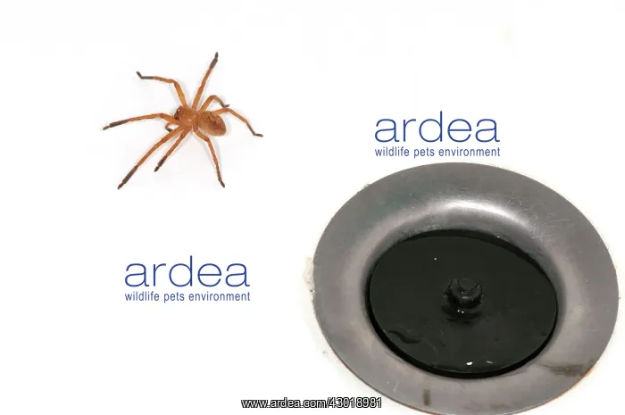  : Huntsman Spider female in bathtub