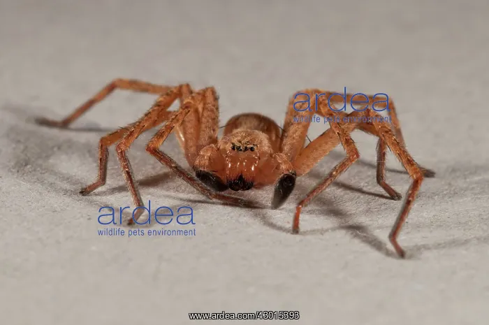  : Huntsman Spider male