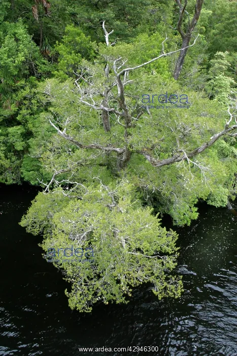 : Huon Pine (Lagarostrobos franklinii). Tasmania, Australia : Huon Pine (Lagarostrobos franklinii). Tasmania, Australia