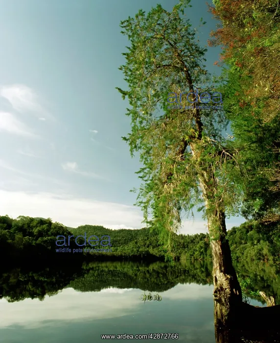 : Huon Pine - Gordon River : Huon Pine - Gordon River