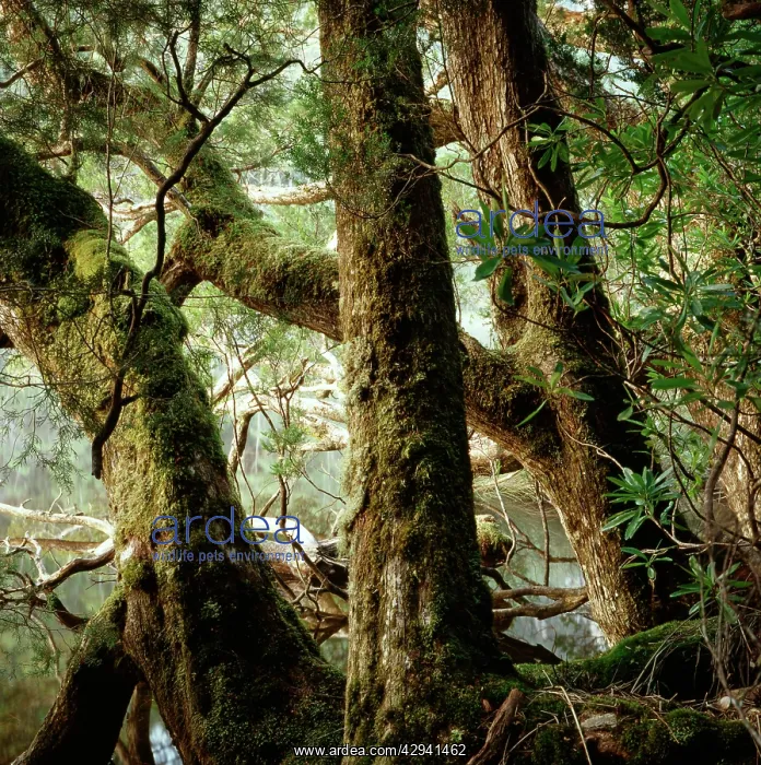 : Huon pines - that take centuries to mature, now rare : Huon pines - that take centuries to mature, now rare