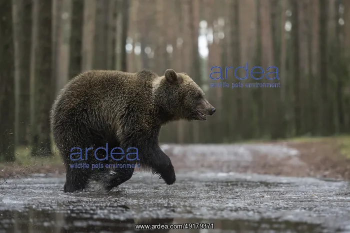 : On the move in a hurry... European brown bear (Ursus (genus) arctos) : On the move in a hurry... European brown bear (Ursus (genus) arctos)