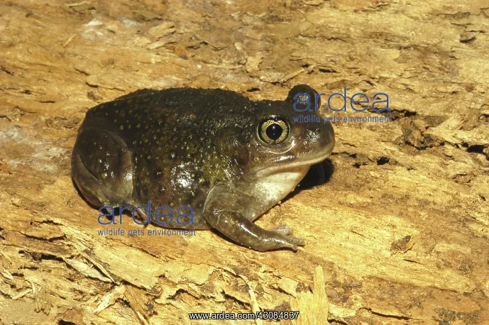 : Hurter's Spadefoot Toad : Hurter's Spadefoot Toad