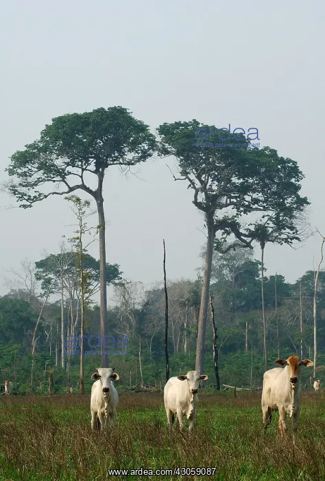 : Husbandry of Cattle in forest of Antimari certified FSC : Husbandry of Cattle in forest of Antimari certified FSC