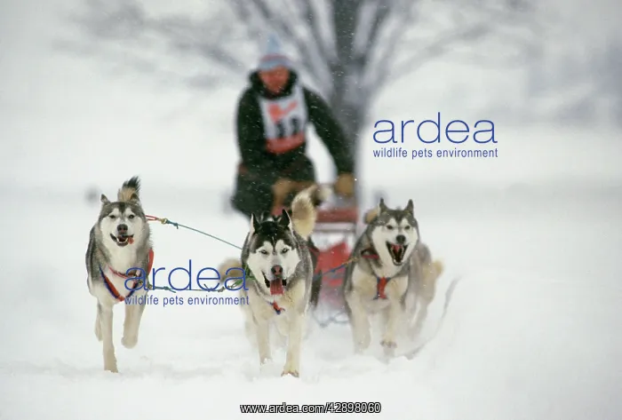  : Huskies. DOG