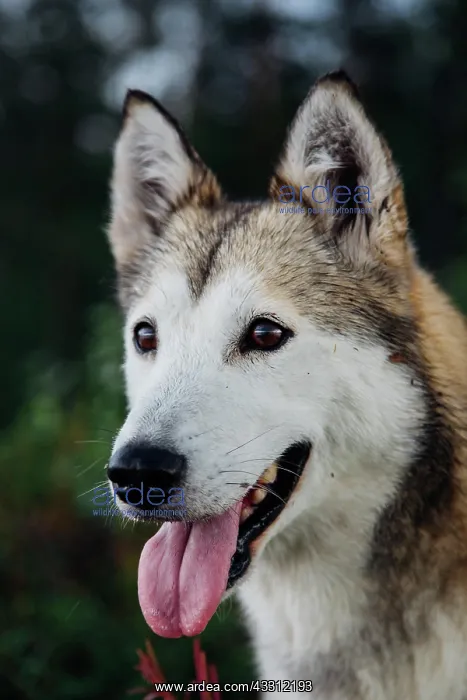 : Husky : Husky