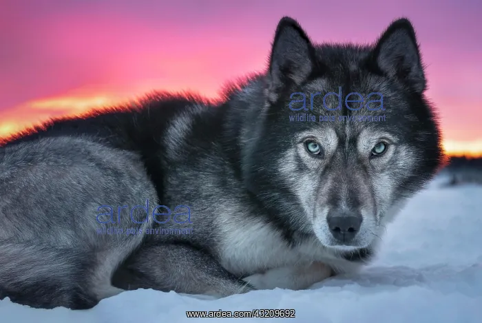: Husky with blue eyes looks at viewer, Skaulo, Norrbottens : Husky with blue eyes looks at viewer, Skaulo, Norrbottens