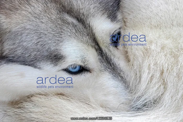 : Husky with blue eyes, resting curled up, sled dog : Husky with blue eyes, resting curled up, sled dog