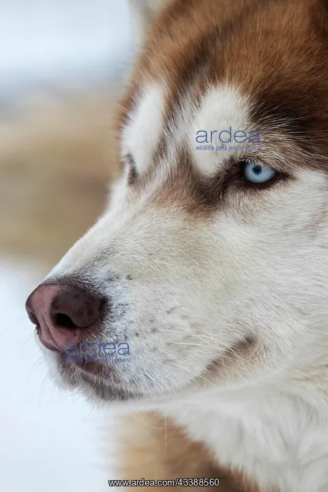 : Husky with blue eyes, sled dog, portrait, Todtmoos : Husky with blue eyes, sled dog, portrait, Todtmoos