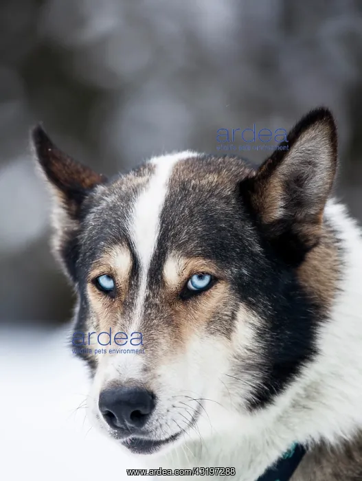 : Husky with blue eyes, sledge dog, Unterjoch, Allgaeu : Husky with blue eyes, sledge dog, Unterjoch, Allgaeu