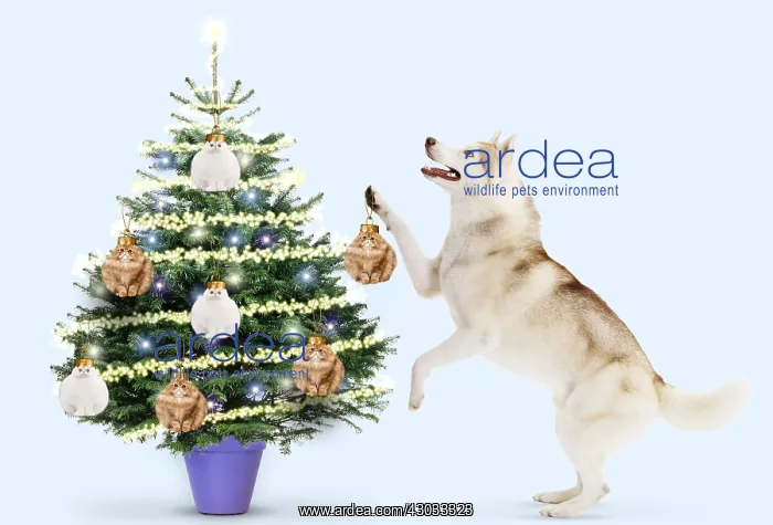: Husky Dog hanging Cat baubles on Christmas Tree : Husky Dog hanging Cat baubles on Christmas Tree