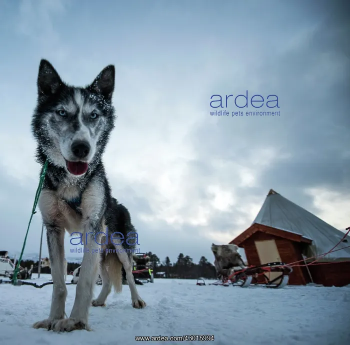  : Husky Dog at Husky Farm