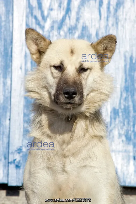 : Husky dog, Ittoqqortoormiit, Scorsby sound : Husky dog, Ittoqqortoormiit, Scorsby sound