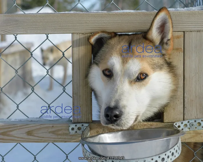 : Husky in dog kennel, sled dog sticks his head through : Husky in dog kennel, sled dog sticks his head through