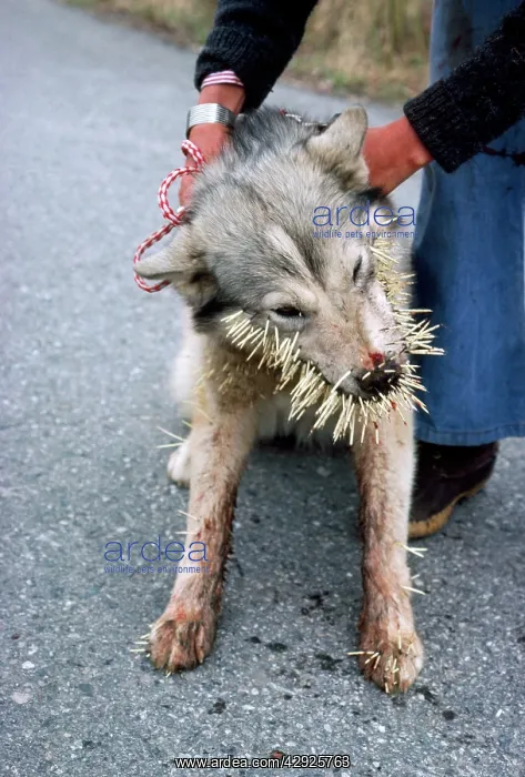 : Husky Dog - with porcupine quills : Husky Dog - with porcupine quills