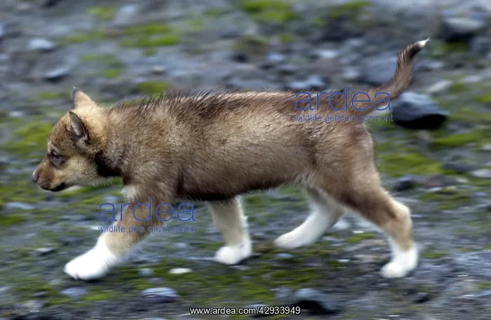  : Husky Dog - Puppy
